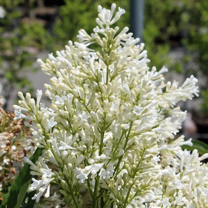 Kanadischer Flieder ‚Agnes Smith‘