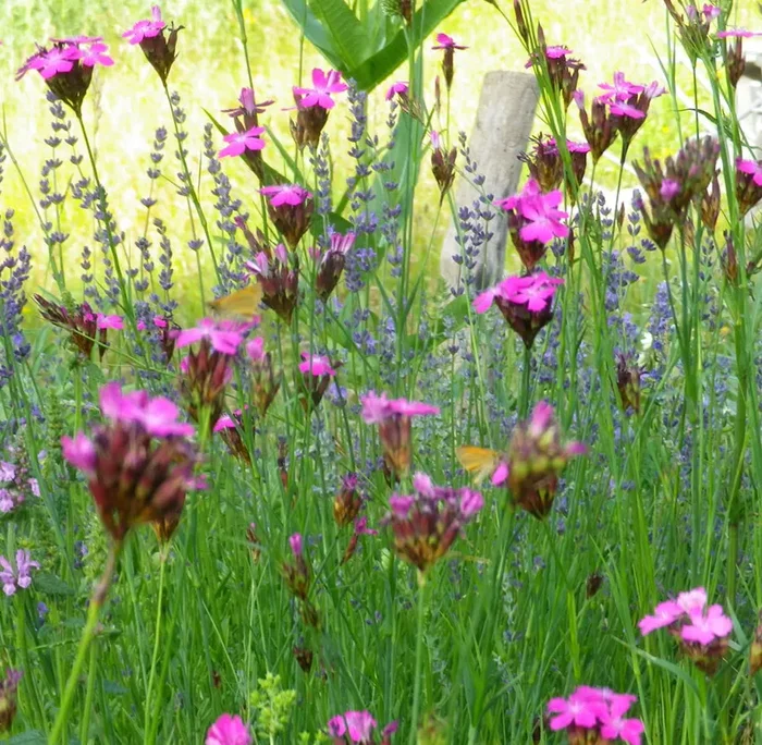 Karthäusernelke (Dianthus carthusianorum) „Bio“