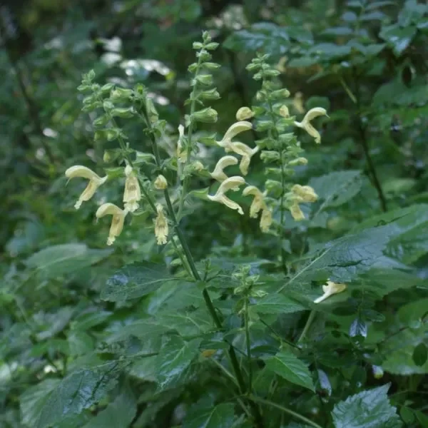 Klebriger Salbei, Gelber Wald-Salbei (Salvia glutinosa) „Bio“