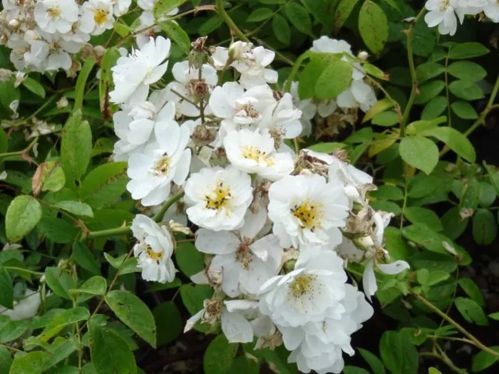 Kletterrose „Kiftsgate“