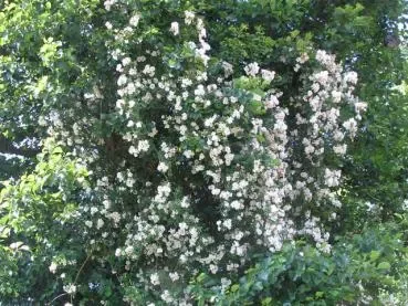 Kletterrose „Lykkefund“