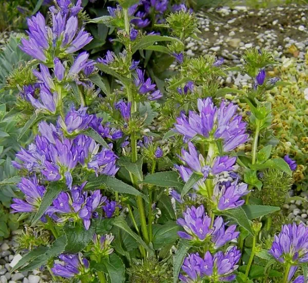 Knäul-Glockenblume (Campanula glomerata) „Bio“