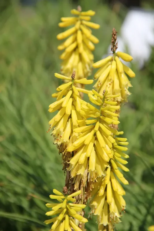 Kniphofia ‚Lemon Popsicle‘ (Fackellilie)