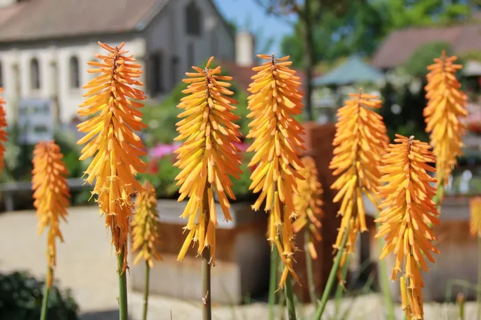 Kniphofia ‚Mango Popsicle‘ (Fackellilie)