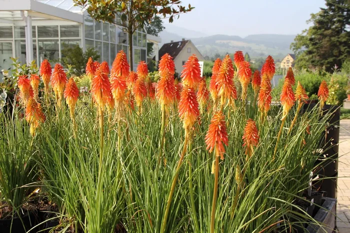 Kniphofia ‚Papaya Popsicle‘ (Fackellilie)