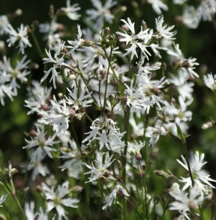 Kuckucks-Lichtnelke „White Robin“ (Silene flos-cuculi) „Bio“
