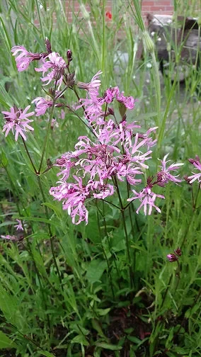 Kuckucks-Lichtnelke (Silene flos-cuculi)