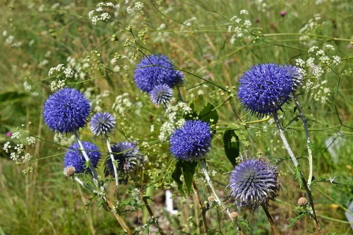 Kugeldistel (Echinops ritro) „Bio“