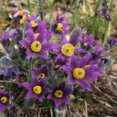 Kuhschelle (Pulsatilla vulgaris) „Bio“
