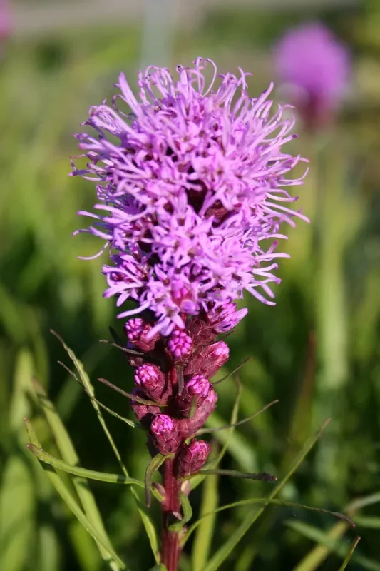 Liatris spicata ‚Floristan Violett‘ (Ährige Garten-Prachtscharte)