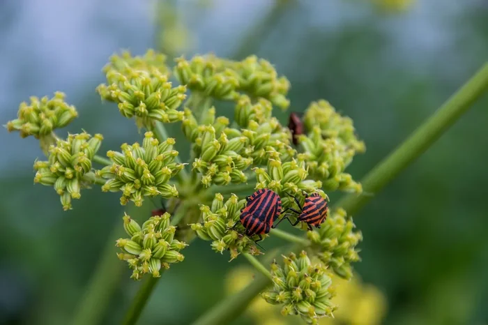 Liebstöckel (Levisticum officinale) „Bio“