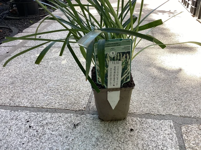 Lilientraube `Monroe White` Liriope muscari