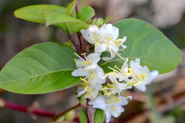 Lonicera purpusii (Winter-Duft-Heckenkirsche)