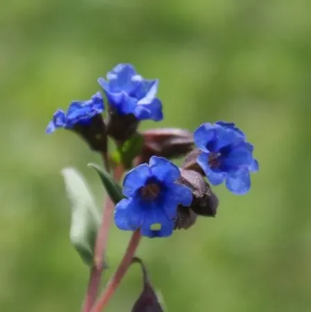 Lungenkraut „Blue Ensign“ (Pulmonaria dacica) „Bio“