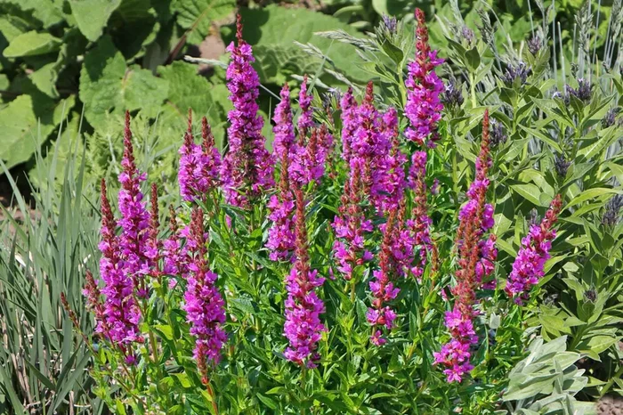 Lythrum salicaria ‚Robert‘ (Blut-Weiderich)