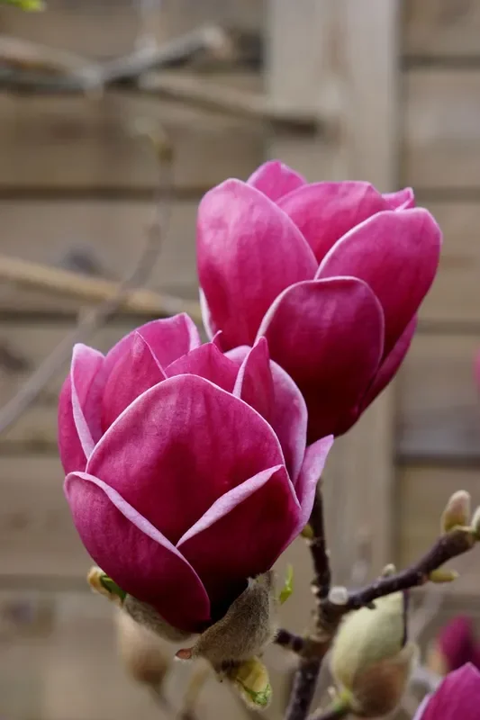 Magnolia ‚Genie‘ ® (Magnolie)