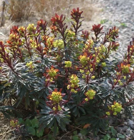 Mandelblättrige-Wolfsmilch Purpurea (Euphorbia amygdaloides Purpurea) „Bio“