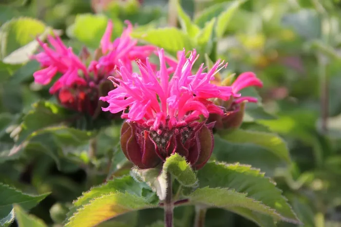 Monarda ‚Bee-Merry‘ ® (Indianernessel)