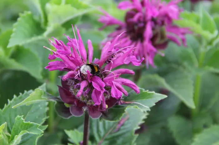 Monarda ‚Bee-Pure‘ ® (Indianernessel)