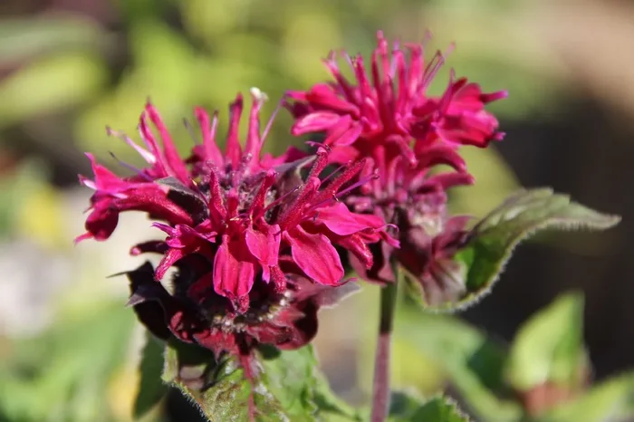 Monarda ‚Bee-True‘ ® (Indianernessel)