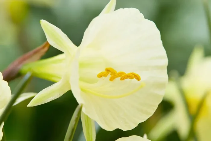 Narcissus bulbocodium ‚Arctic Bells‘ (Reifrock-Narzisse)