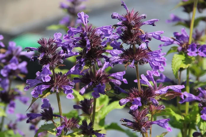 Nepeta kubanica ‚Neptune‘ (Großblumige Katzenminze)