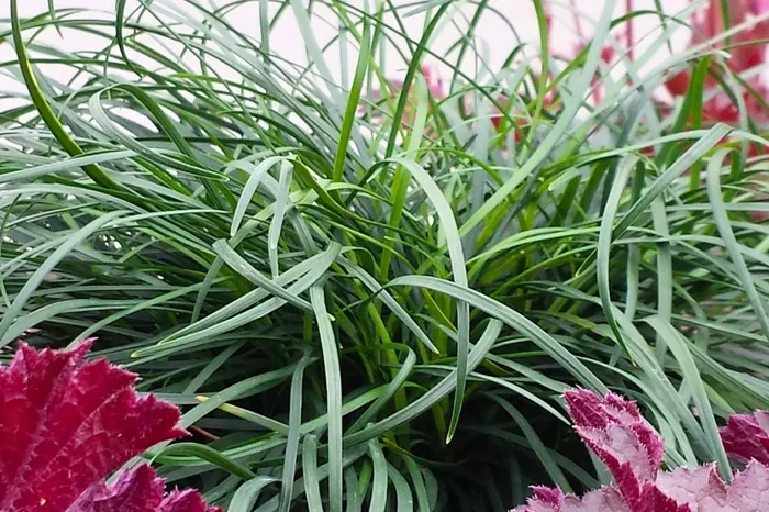Ophiopogon chingii (Schlangenbart)