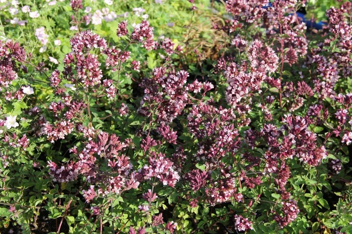 Origanum ‚Gentle Breeze‘ (Blüten-Dost)