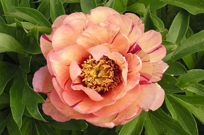 Paeonia Itoh-Hybride ‚Callie’s Memory‘ (Intersektionelle Pfingstrose)