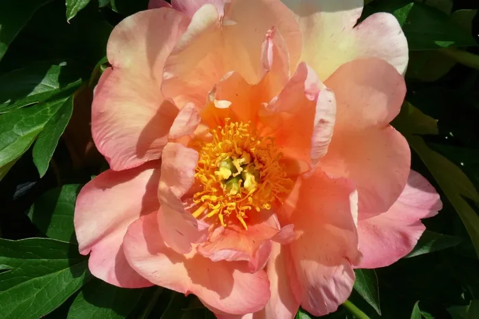 Paeonia Itoh-Hybride ‚Singing in the Rain‘ (Intersektionelle Pfingstrose)