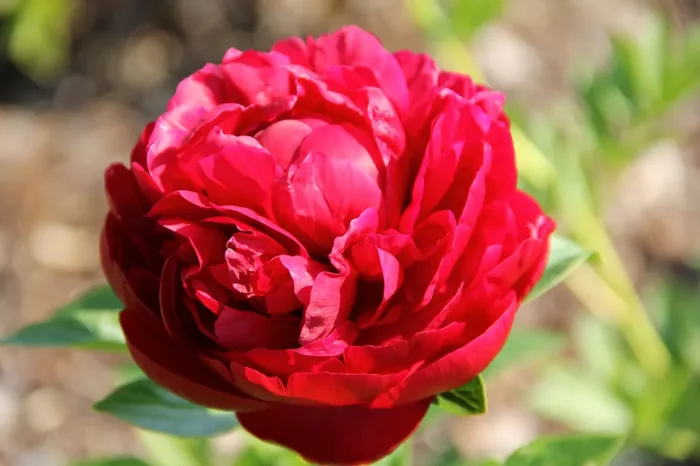 Paeonia lactiflora ‚Henry Bockstoce‘ (Staudenpfingstrose)