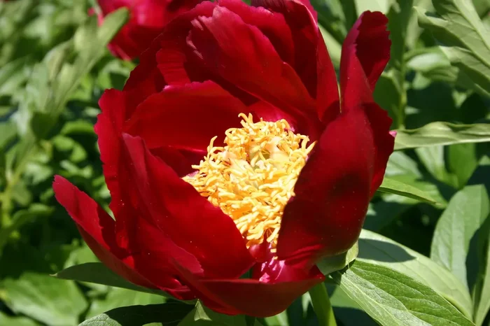 Paeonia lactiflora ‚Mahogany‘ (Staudenpfingstrose)
