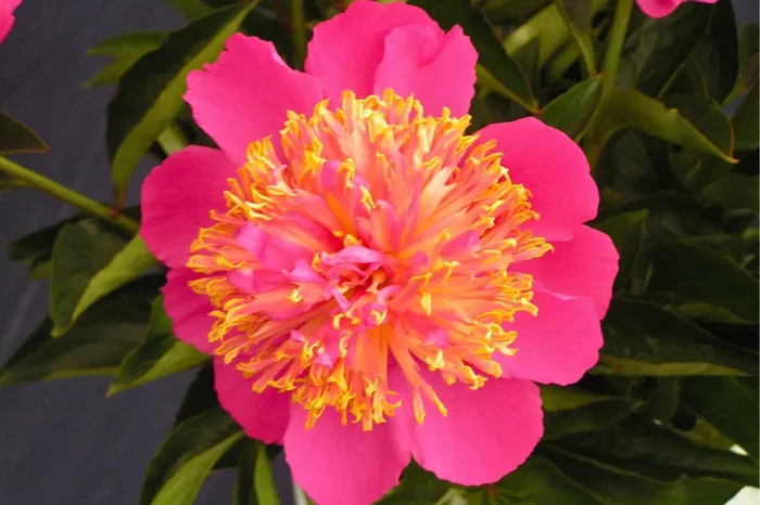 Paeonia lactiflora ‚Tom Eckhardt‘ (Staudenpfingstrose)