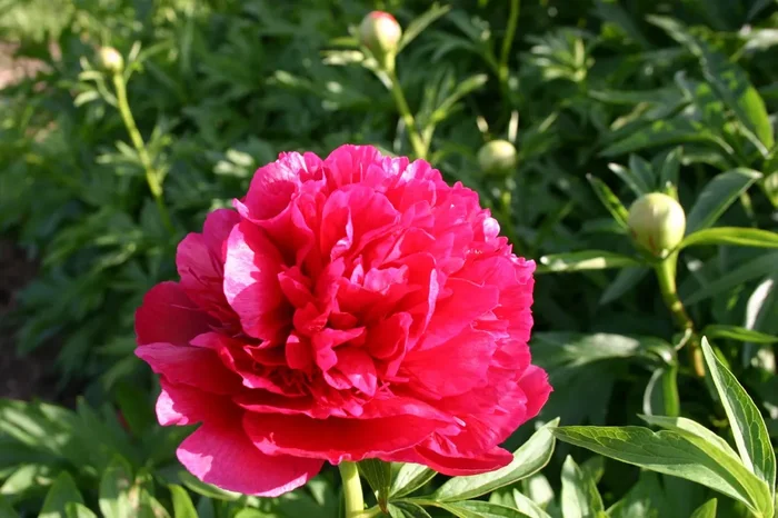 Paeonia officinalis ‚Rubra Plena‘ (Bauerngarten-Pfingstrose)