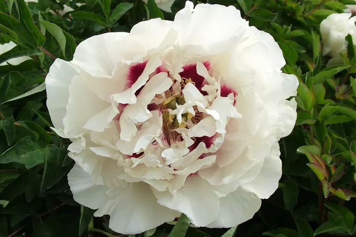 Paeonia rockii ‚Gui Fu Ren‘ (Strauchpfingstrose ‚Edelfrau‘)