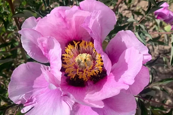 Paeonia rockii ‚Hui He‘ (Strauchpfingstrose ‚Grauer Kranich‘)