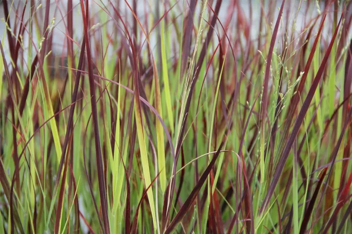 Panicum virgatum ‚Hot Rod‘ ® (Dunkellaubige Rutenhirse)