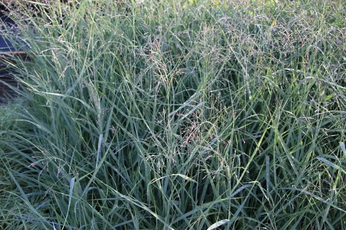 Panicum virgatum ‚Prairie Sky‘ (Rutenhirse)