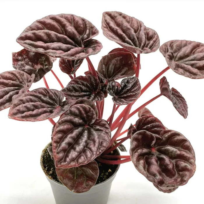 Peperomia caperata ‚Red Luna‘ | Zierpfeffer