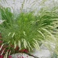 Perlgras (Melica ciliata) „Bio“