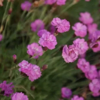 Pfingst-Nelke „Rosa Juwel“ (Dianthus gratianopolitanus) „Bio“