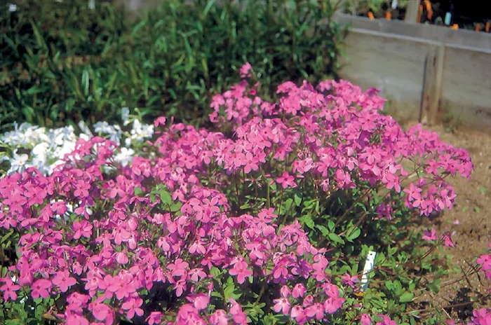 Phlox stolonifera ‚Home Fires‘ (Flammenblume | Wanderphlox)