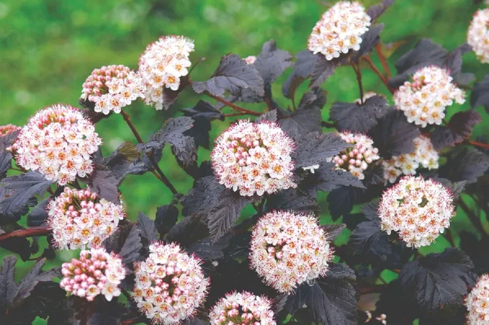 Physocarpus opulifolius ‚Diabolo‘ ® (Virginia-Blasenspiere)