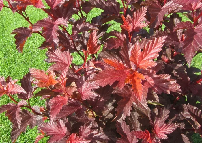 Physocarpus opulifolius ‚Little Angel‘ ® (Virginia-Blasenspiere)