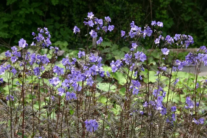 Polemonium yezoense ‚Bressingham Purple‘ (Garten-Jakobsleiter)