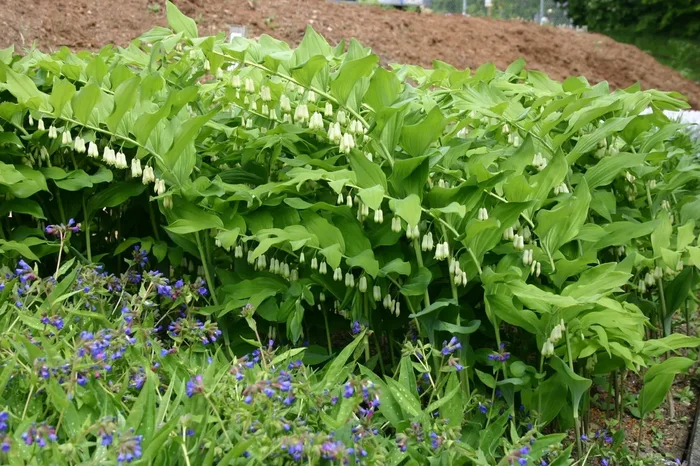 Polygonatum multiflorum (Vielblütiger Salomonssiegel)