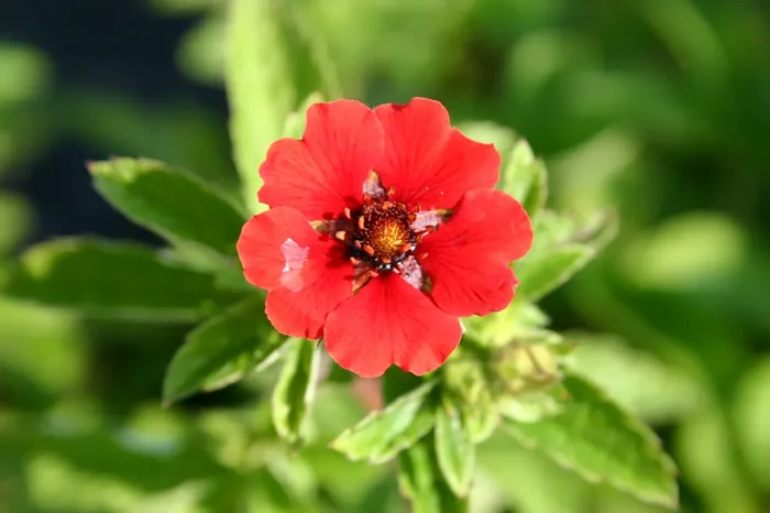 Potentilla atrosanguinea ‚Gibson’s Scarlet‘ (Garten-Fingerkraut)