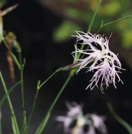 Prachtnelke (Dianthus superbus) „Bio“