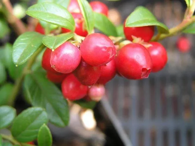 Preiselbeere (Vaccinium vitis-idaea)