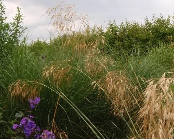 Riesen-Federgras (Stipa gigantea) „Bio“